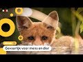 Grote zorgen om tamme vossen in de duinen