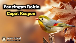 Download lagu 🔴Pancingan Burung Robin agar burung robin jantan ikutan gacor mp3 Download lagu 🔴Pancingan Burung Robin agar burung robin jantan ikutan gacor mp3