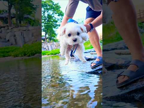 I will revenge 🔥🔥   #maltese  #bugatti