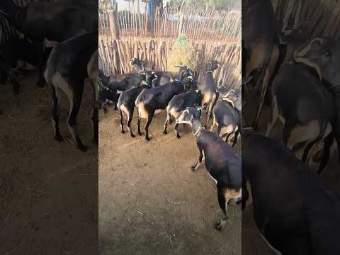 FAZENDA CARNAÚBA TAPEROÁ PARAÍBA #shorts
