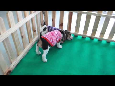 vidia & zarina (กลิ้งๆ)