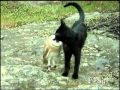 Cat and owl playing - Fum & Gebra - Perfect ...