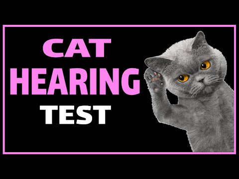 Cat Hearing Test | Test Your Cats Ears