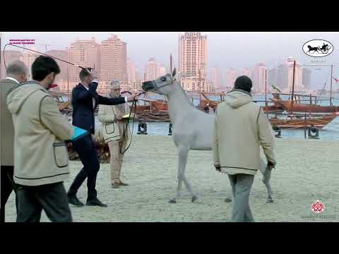 N 21 TAMARA AL NAIF   Katara Int  Arabian Peninsula Horse Show 2022   Yearling Fillies Class 1B
