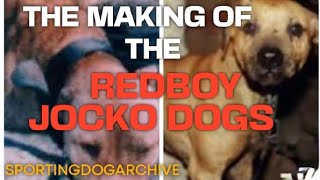 THE MAKING OF THE REDBOY JOCKO DOGS. #dogtalk #apbthistory #gamedog #REDBOY #jocko