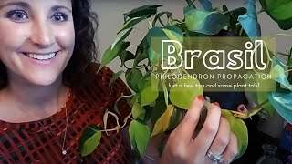 Brasil Philodendron Propagation