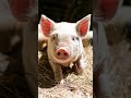 Sound Of Pig
