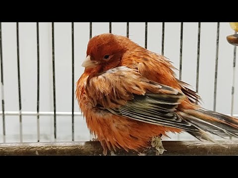 Tratando PEITO SECO na prática e com resultado 😉👍