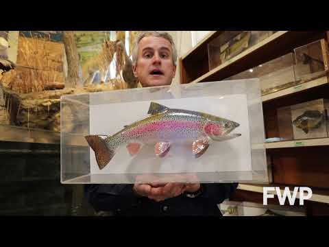 Hatchery Fish vs. Wild Fish? Native vs. Non Native?  | Montana WILD | Wildlife Education