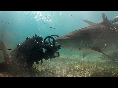 Tiger Sharks! | JONATHAN BIRD'S BLUE WORLD