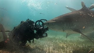 Tiger Sharks (HD) | JONATHAN BIRD'S BLUE WORLD