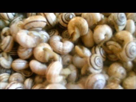 Unguento contro posizione di eczema Diagnosi delleczema umido diventante