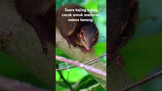 Download lagu Suara bajing keles cocok untuk masteran burung kicau anda #masteranburung #bajingkekes mp3