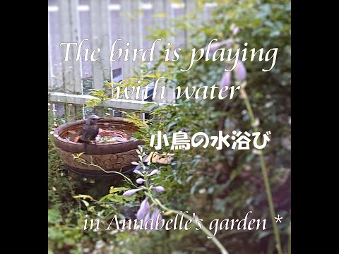 庭に鳥を引き寄せるための地鳥酒飲みのヒント