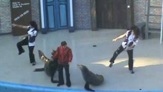sea lion dancing to thriller