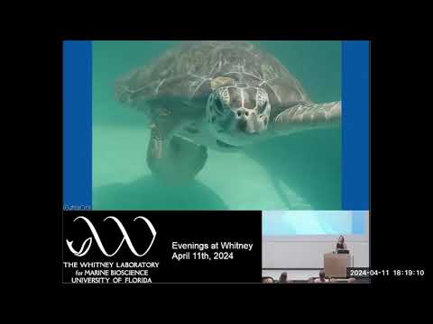 Evenings at Whitney-Sea Turtle & Marine Mammal Assessments: Insights into Marine Ecosystem Health