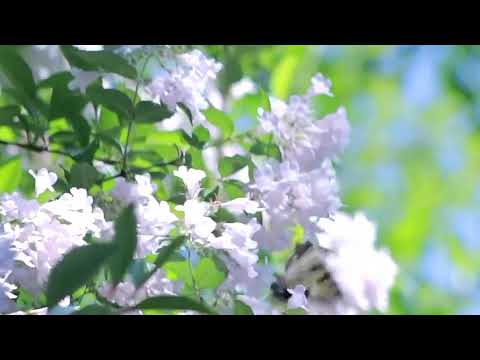 Mentalize Paz e Harmonia com Músicas Espíritas!