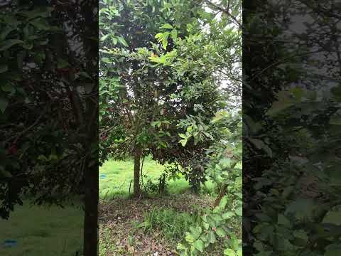 HERMOSA PARCELA EN ARBELÁEZ CUNDINAMARCA$ 280 M