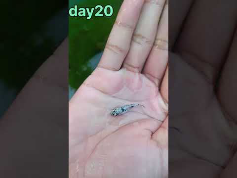 molly fish fry🐠🐠1day to 30day#trending#shorts feed #shorts #mollyfish #fish #fishing#youtubeshorts