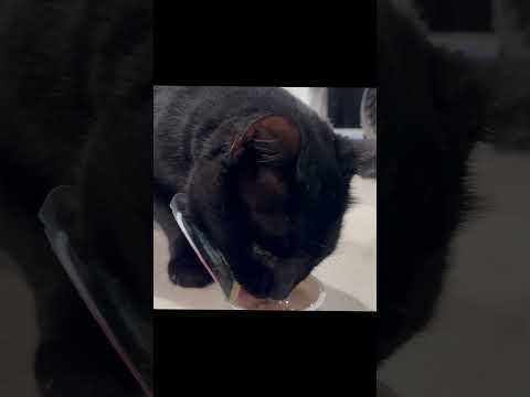 Purina Friskies Lil Soups (THE STANDARD REVIEW)