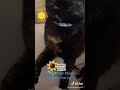 Wake Up Call From Mulan