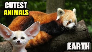 10 Cutest Animals on Earth