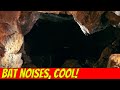 Natural Cave Sounds, ASMR Cave Sounds, Cavern Sounds. Bats! 1 Hour!