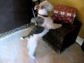 Dog In Time Out