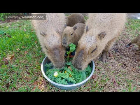 'Born and bred in the bayou!' New names for Audubon Zoo's Capybara pups - YouTube