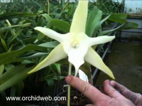 OrchidWeb - Angraecum sesquipedale