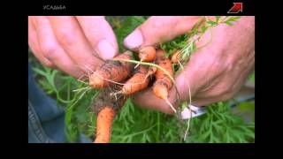 Морковная муха - что делать видео