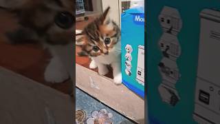 Download lagu Hallo mami, boleh Onyi masuk? #cat #kucinglucu #kucingcomel #kucingimut #shorts mp3