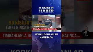 Timsahlarla Dolu Gölde Tekne Batınca...
