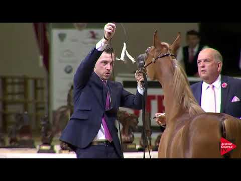 N 10 AL SHEILA   Wels 2019   Yearling Fillies Class 1B JOINED