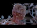 Anyma Grimes Welcome To The Opera Adriatique Remix Visualizer