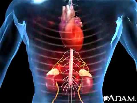 3D Animation of the Adrenal Glands