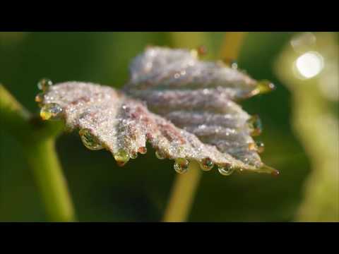 Château Climens from Barsac