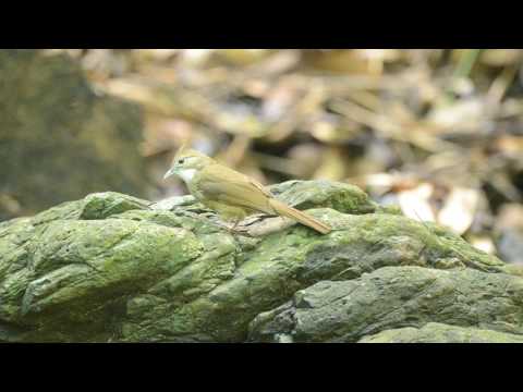 Bulbul sivolíci (Alophoixus pallidus) — správanie, biotop a hlas