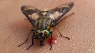 Top 10 Most Annoying Insects
