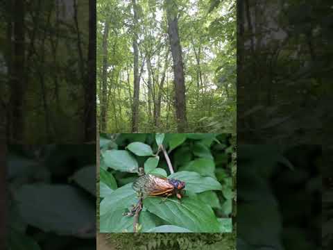 What Does A Forest Full Of 17 Year Cicadas Sound Like?  An Amazing And Noisy Bug!