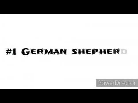 10 different types of  dog breeds