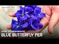 Grow Rare Seeds How To Germinate Butterfly Pea Vine