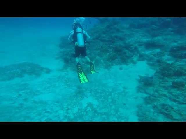 Sandals Reef Dive (Ocho Rios, Jamaica)