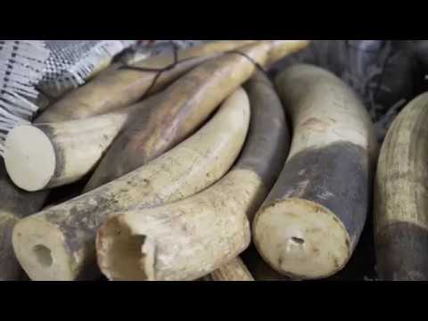 4 things you may not know about ivory poaching