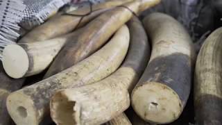 4 things you may not know about ivory poaching