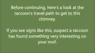 Uncapped Chimney Leads to Raccoon in Attic | Akron, Canton, Kent