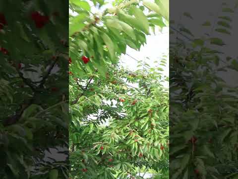 冬に向けて果樹を準備するにはどうすればよいですか？彼らをどうやって守るのか？  庭園