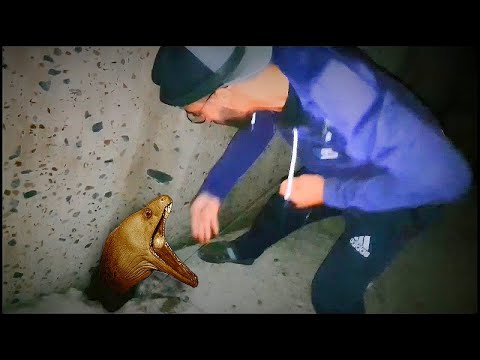 Moray fish attack -We came across the most dangerous fish on our eel fishing trip in the death pits