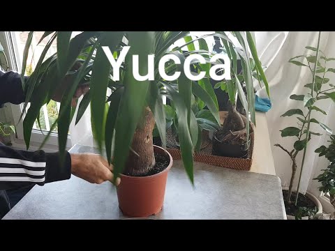 , title : 'Le yucca , rempotage et entretien'