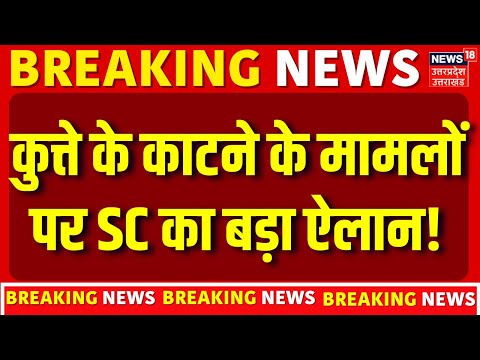Supreme Court Stray Dogs : कुत्ते के काटने के मामलों पर सुप्रीम कोर्ट सख्त | Breaking News |